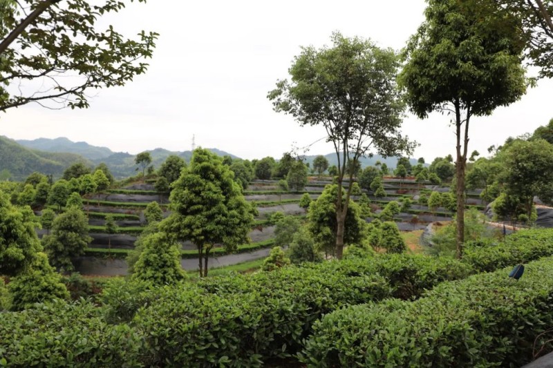 茶鄉(xiāng)春韻產業(yè)興農|2025集團白沙溪茶廠鈞澤源谷雨采茶節(jié)圓滿舉行